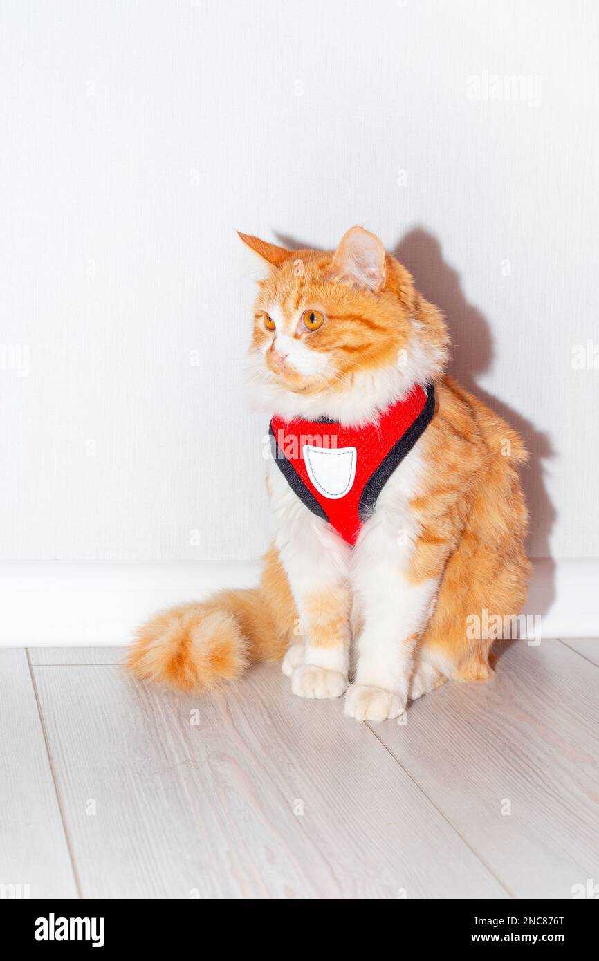 Gatto giovane con un'imbracatura rossa su uno sfondo chiaro. Accessorio per gli animali da passeggio. Foto Stock