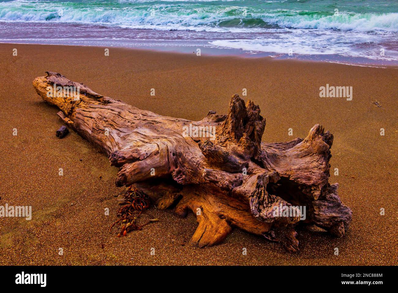 Tree Trunk Driftwood sulla spiaggia di Moonstone Foto Stock