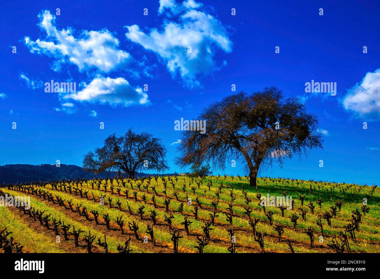 Nuvole sopra Vinyards Foto Stock