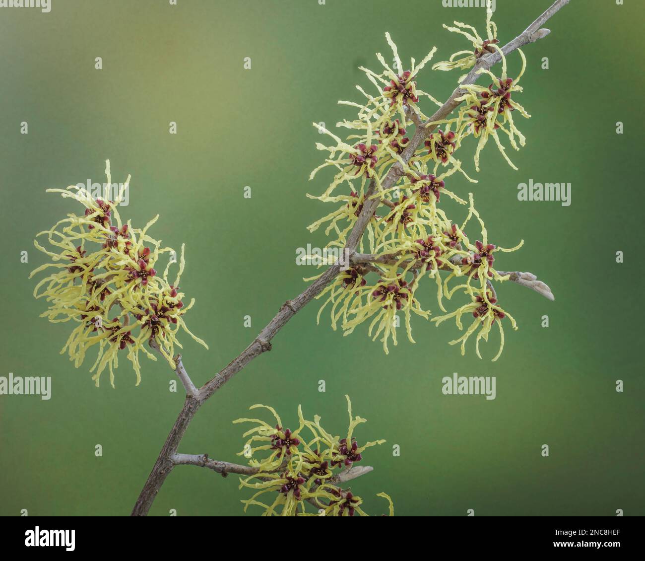 Strega nocciolo in fiore aspetto 4x5. Foto Stock