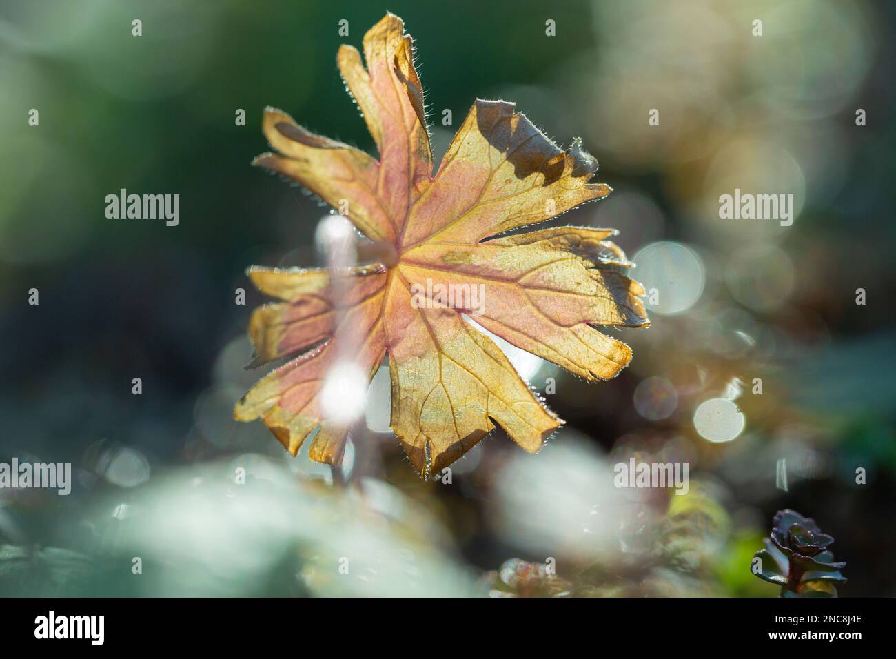 Scienza e natura Copertine - bellezza della natura - dettaglio macro della lettiera illuminata dalla luce naturale del sole. Foto Stock