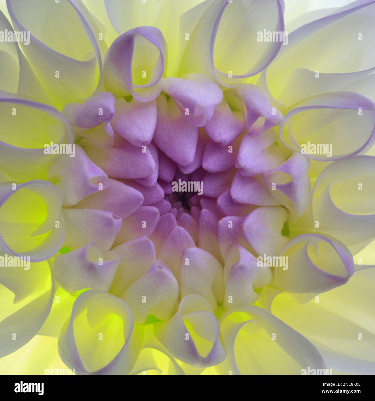 Dahlia Blossom - Un'immagine 50,6mp ritagliata al quadrato Foto Stock