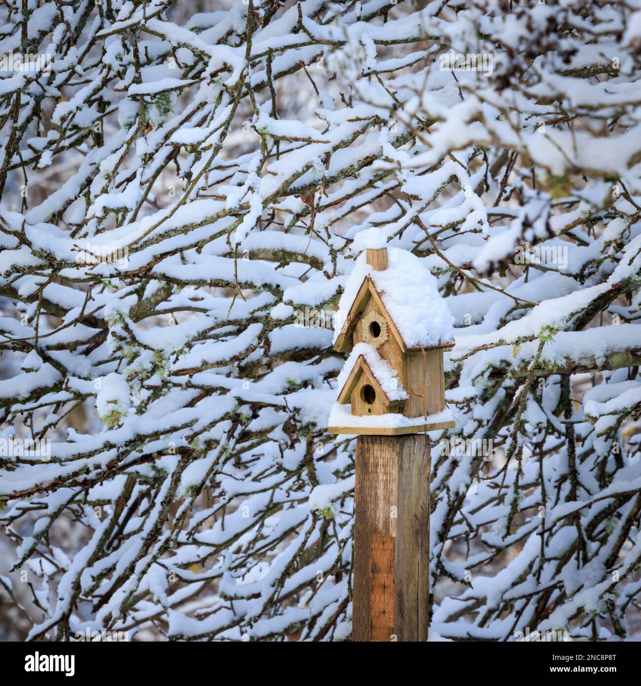 Casa degli uccelli in inverno Foto Stock