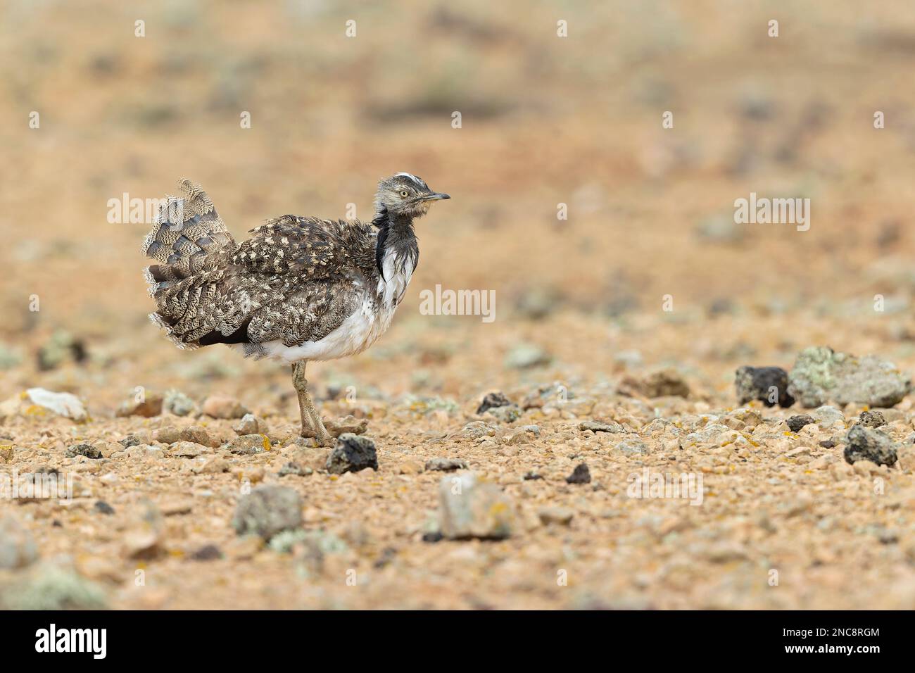 Un houbara delle Canarie (Chlamydotis undulata fuertaventurae) che foraging nel paesaggio arido di Fuerteventura Spagna. Foto Stock