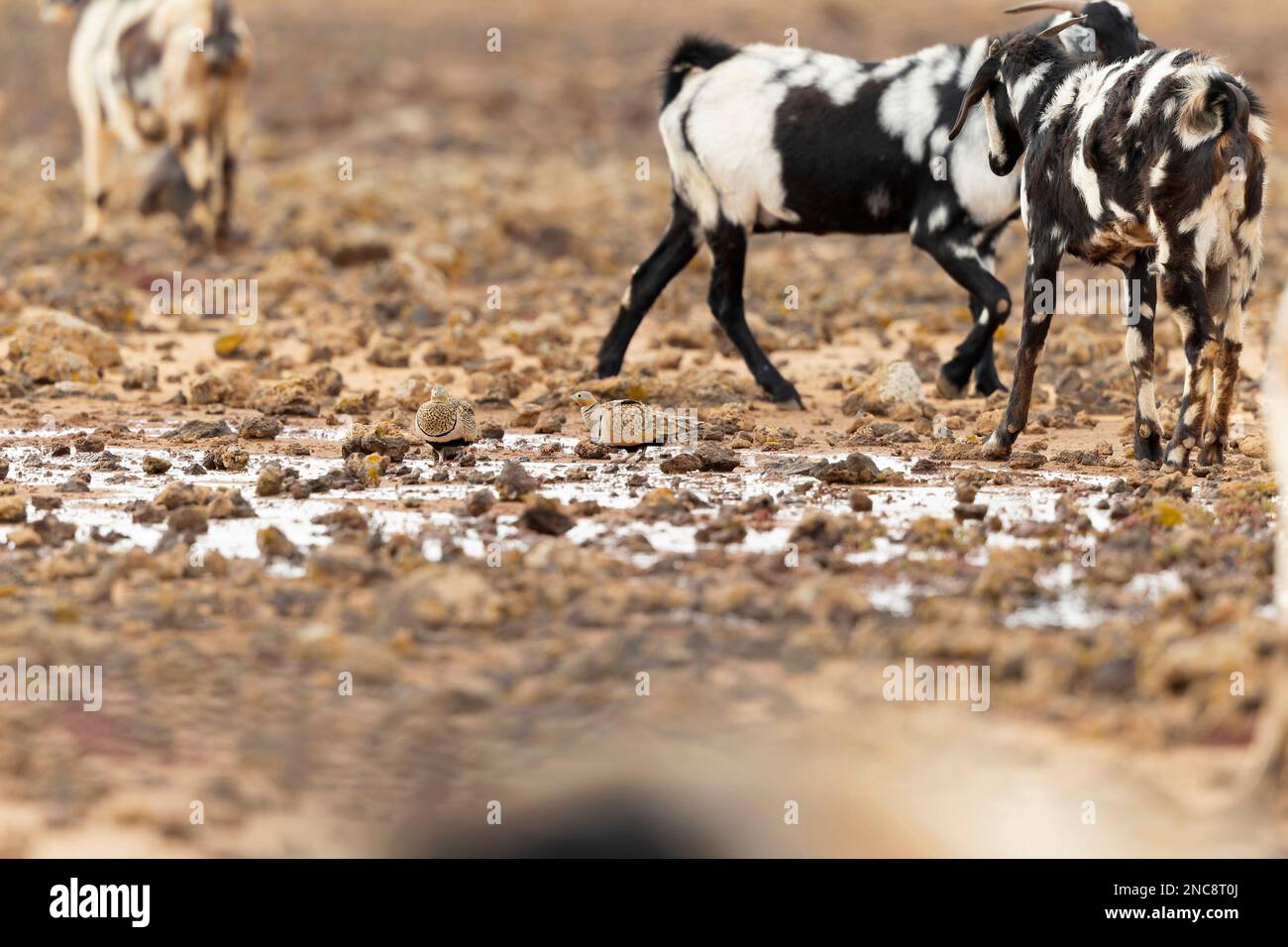 Un paio di sandgruse dalla pancia nera (Pterocles orientalis) acqua potabile nel paesaggio arido di Fuerteventura Spagna. Foto Stock
