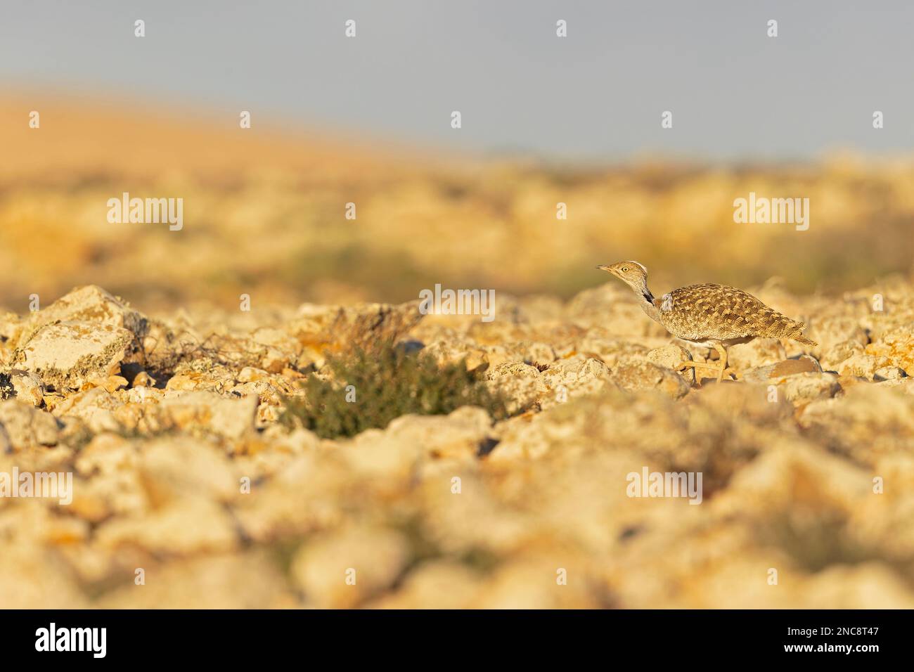 Un houbara delle Canarie (Chlamydotis undulata fuertaventurae) che foraging nel paesaggio arido di Fuerteventura Spagna. Foto Stock