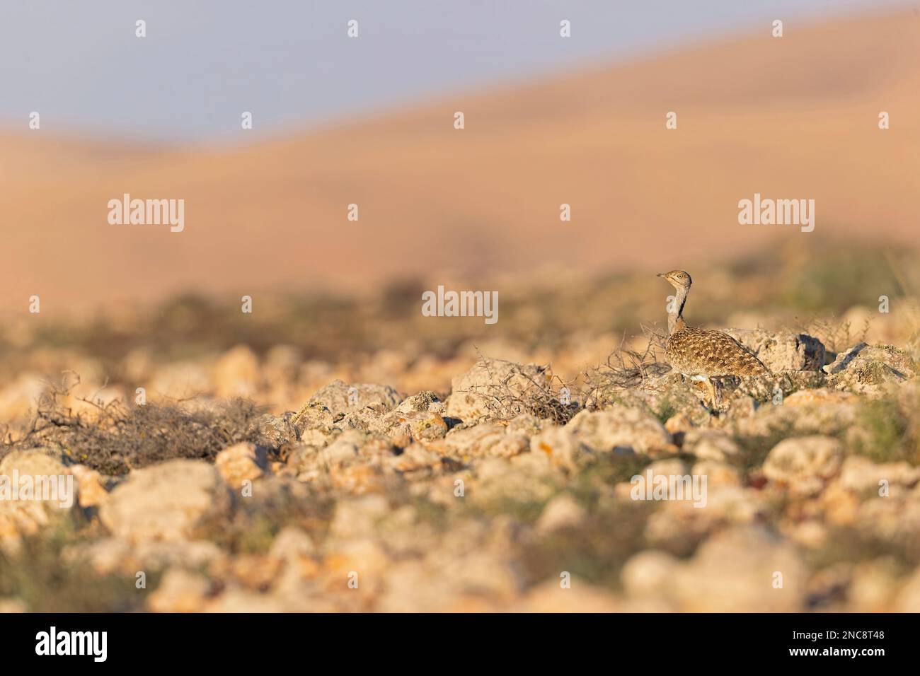 Un houbara delle Canarie (Chlamydotis undulata fuertaventurae) che foraging nel paesaggio arido di Fuerteventura Spagna. Foto Stock