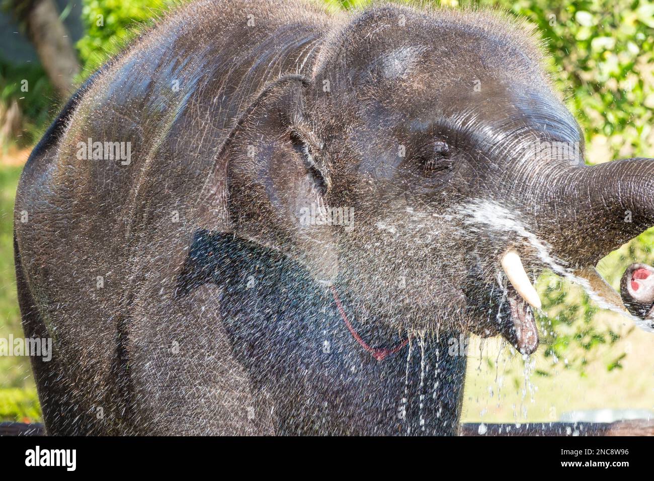 Un primo piano di un elefante bambino godendo di una doccia a metà giornata in una calda giornata estiva Foto Stock