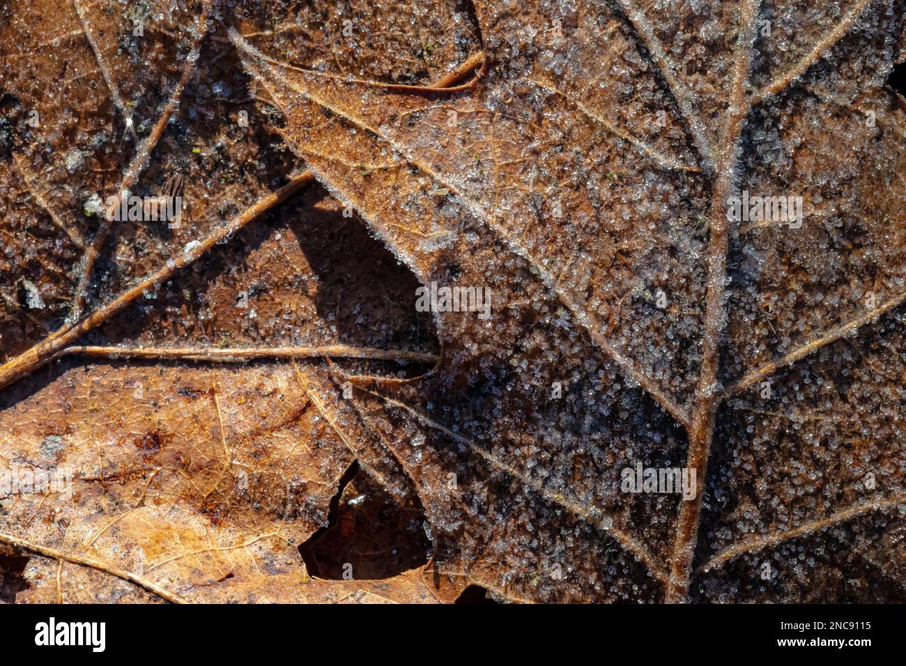 Frost su Fallen Northern Red Oak, Quercus rubra, foglie nel Michigan centrale, USA Foto Stock