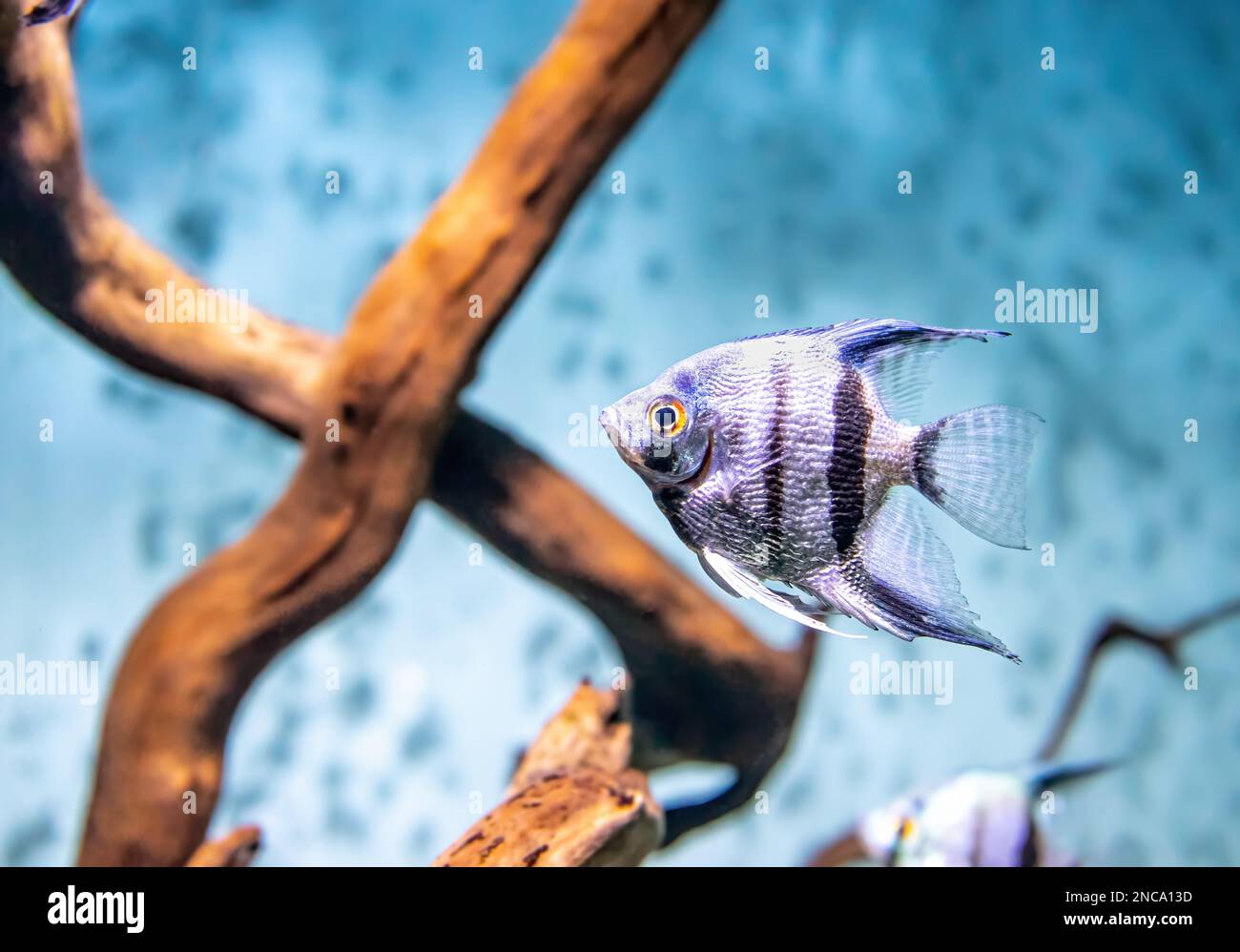 Pesci tropicali Pterophyllum scalare altum nuoto in acqua blu acquario. Pesci neri d'argento a righe tropicali nella piscina dell'oceanarium Foto Stock