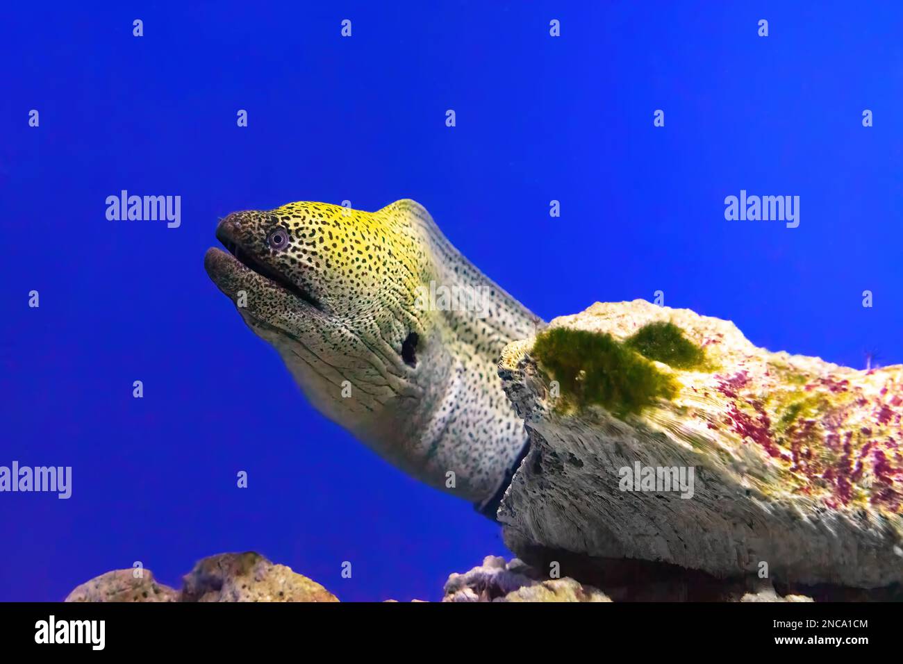 Gymnothorax kidako o kidako moray pesci che nuotano dal suo nascondiglio in acquario, piscina oceanarium con barriera corallina Foto Stock