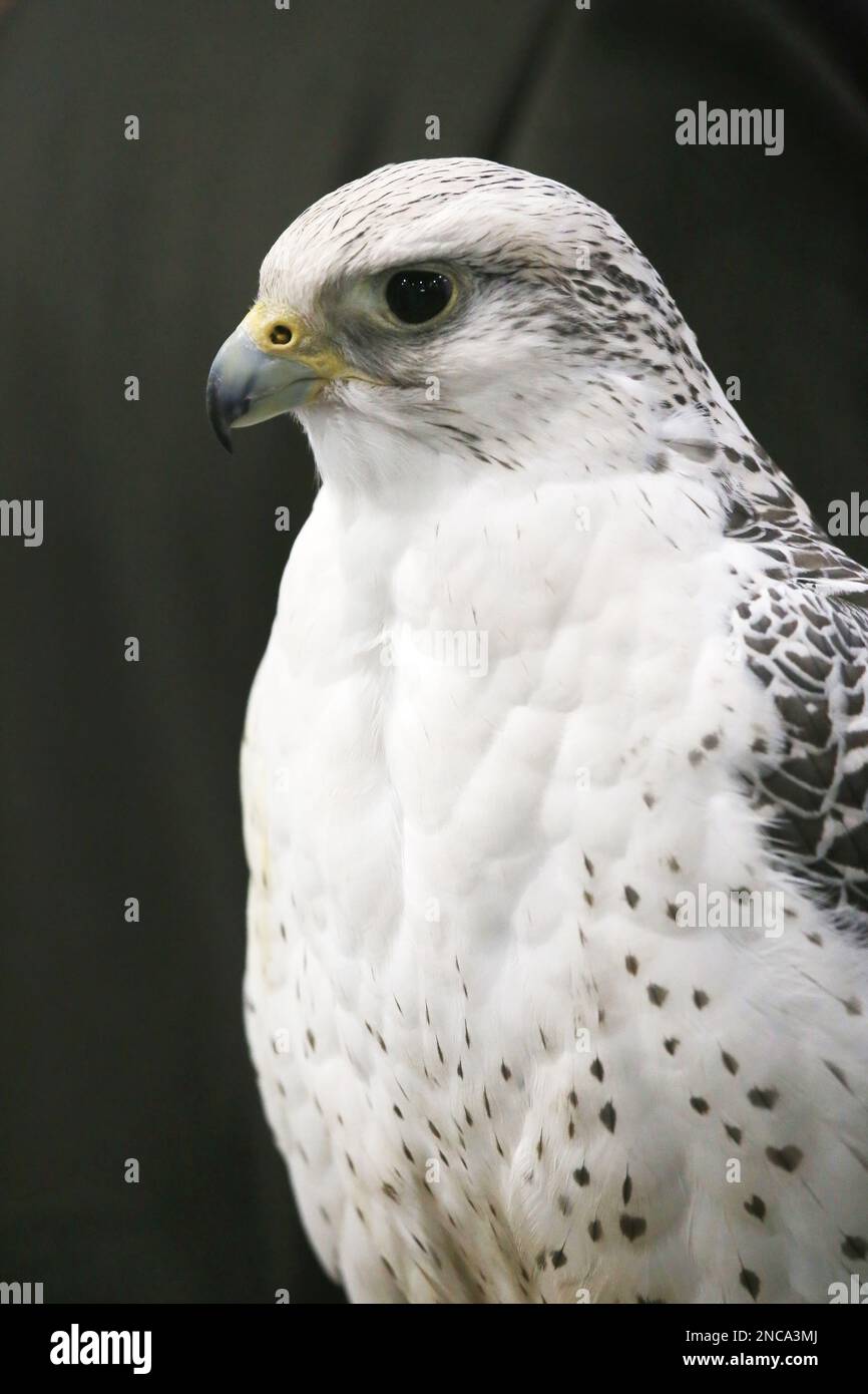 Estremo primo piano di una bella testa gyrfalcon giovane Foto Stock