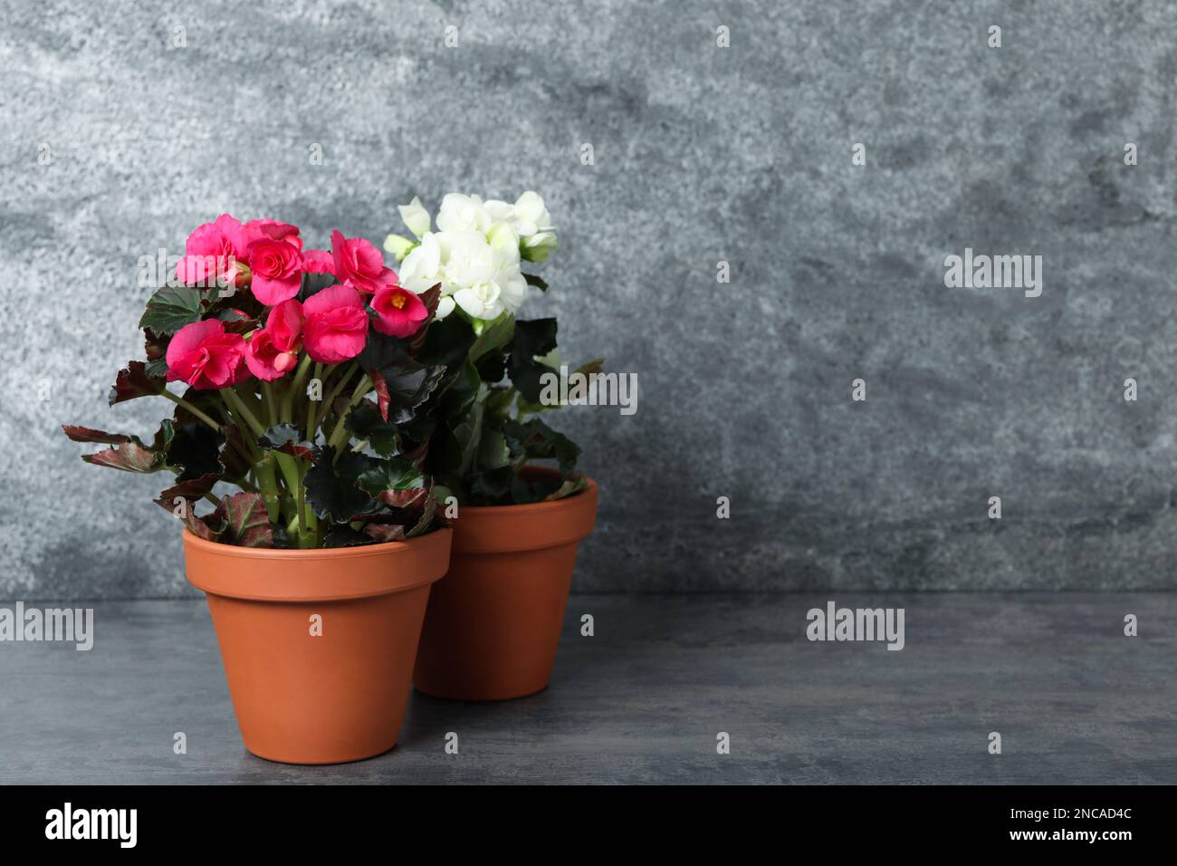 Bella fioritura piante di pelargonio in vasi di fiori su tavolo grigio, spazio per il testo Foto Stock