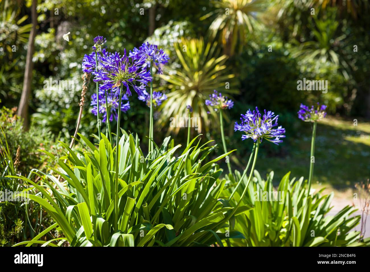 Agapanthus blu (giglio africano). Pianta che cresce in parco o giardino, Bournemouth, Dorset, Regno Unito Foto Stock