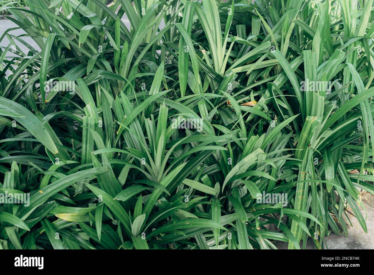 Foglie di Pandan wangi (Pandanus amaryllifolius) piante che di solito cresce in Indonesia e nel sud-est asiatico per ulteriori ingredienti in cucina. Foto Stock
