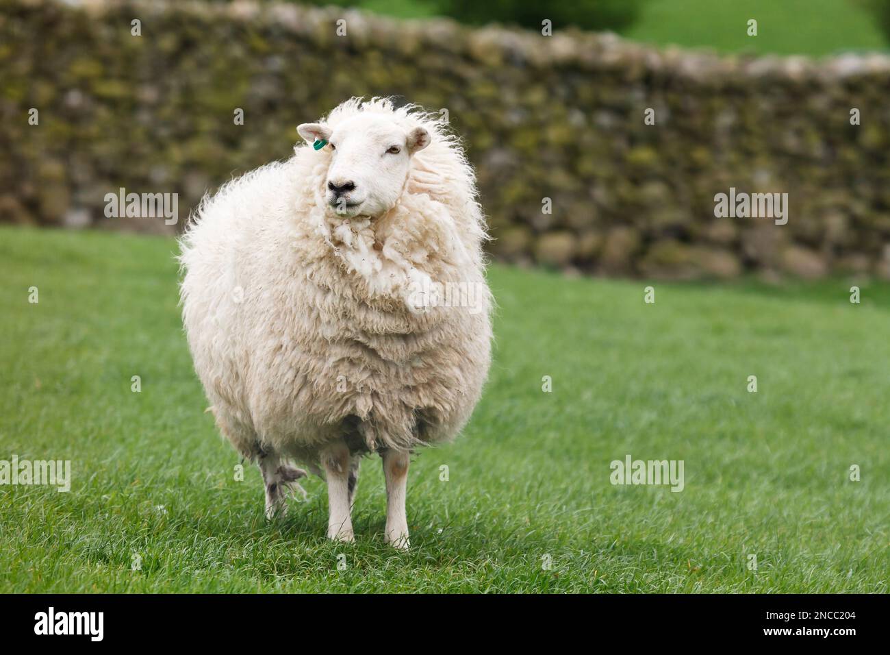 Pecore gallesi di montagna in un campo verde a Snowdonia, Galles, Regno Unito Foto Stock