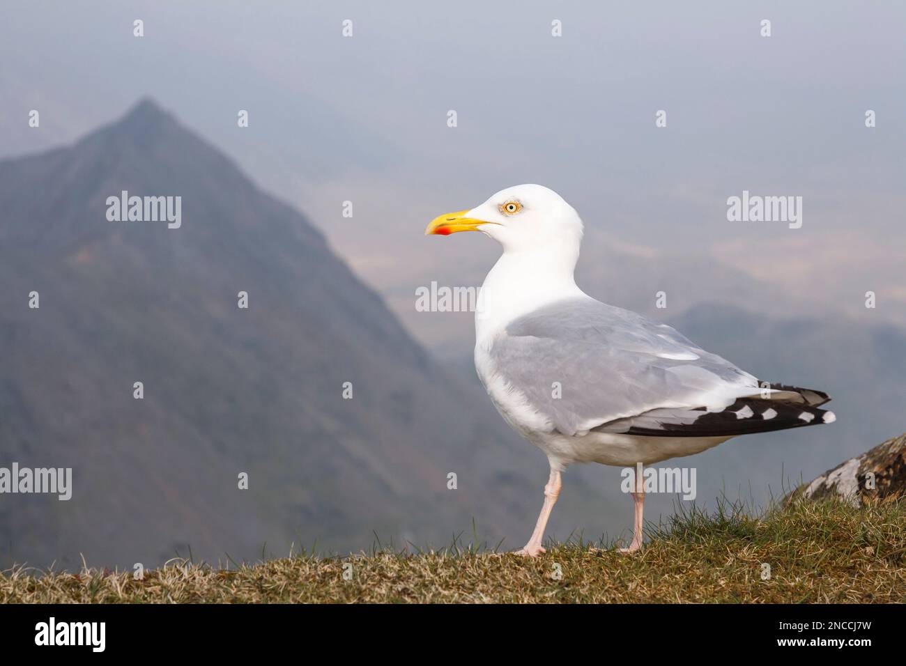 Gabbiano (gabbiano europeo di aringa) sulla cima di Snowdon, Parco Nazionale di Snowdonia, Galles Foto Stock