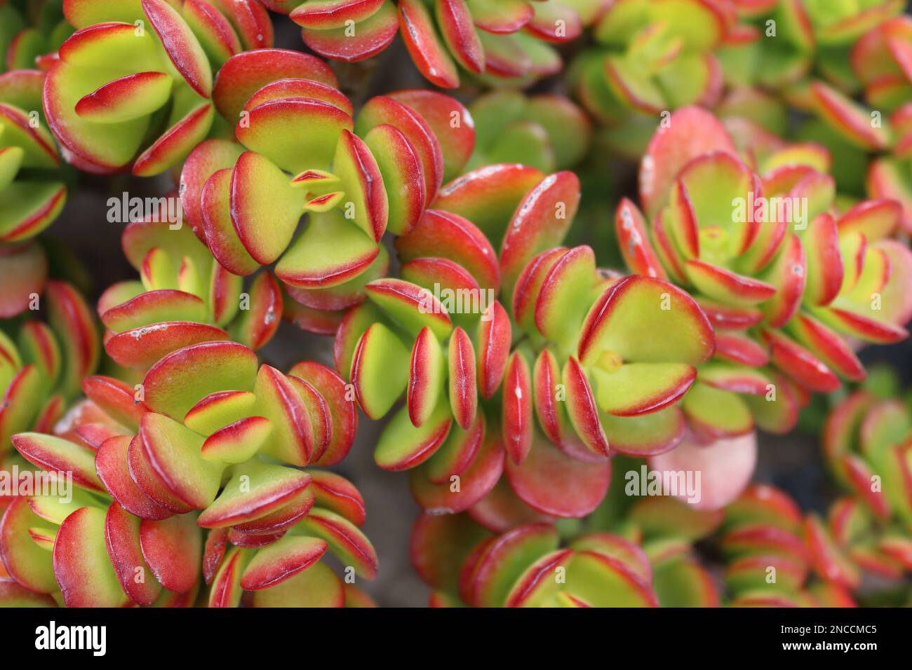 La succulenta Crassula 'bordo rosso' cresce in abbondanza al Giardino di Cactus, Guatiza, Lanzarote, Isole Canarie, Spagna, Aprile 2022. Foto Stock