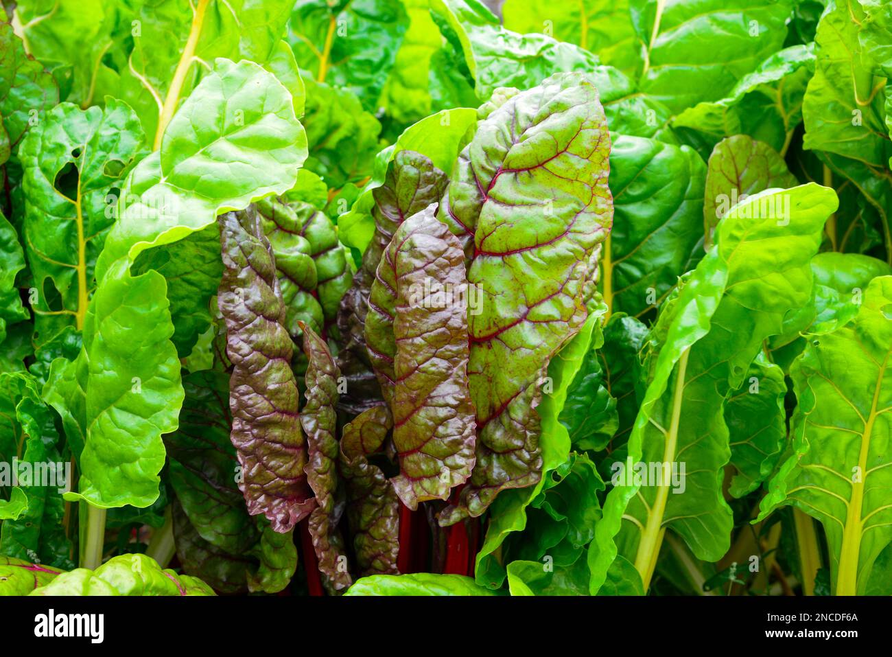 Grandi e sani pezzetti di lattuga verde e rosso che crescono in un giardino in una fattoria. Ha foglie e gambi croccanti verdi vibranti. Foto Stock