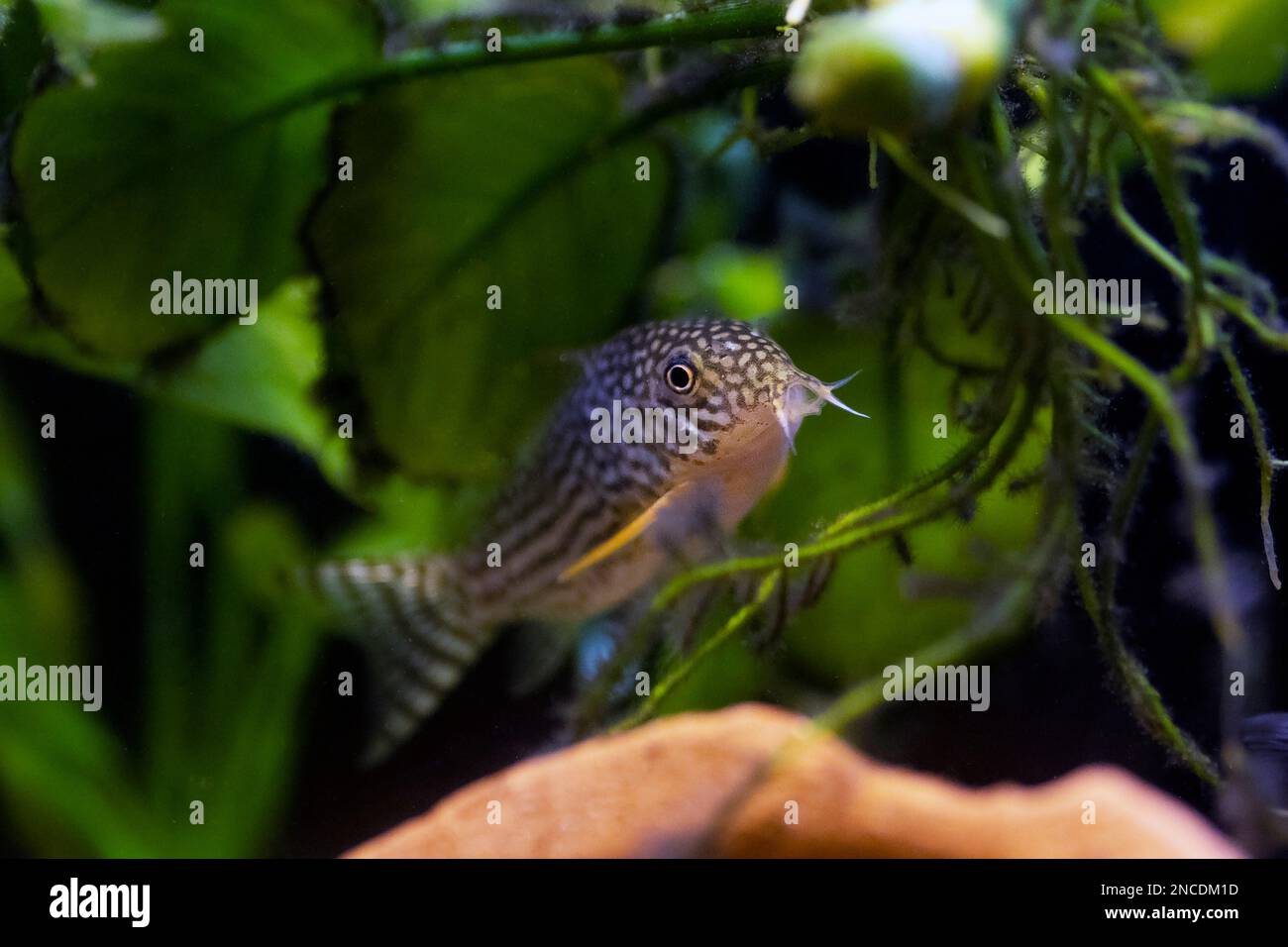 Il Corydoras haraldschultzi è un pesce di acqua dolce tropicale appartenente alle Corydoradinae. Foto Stock