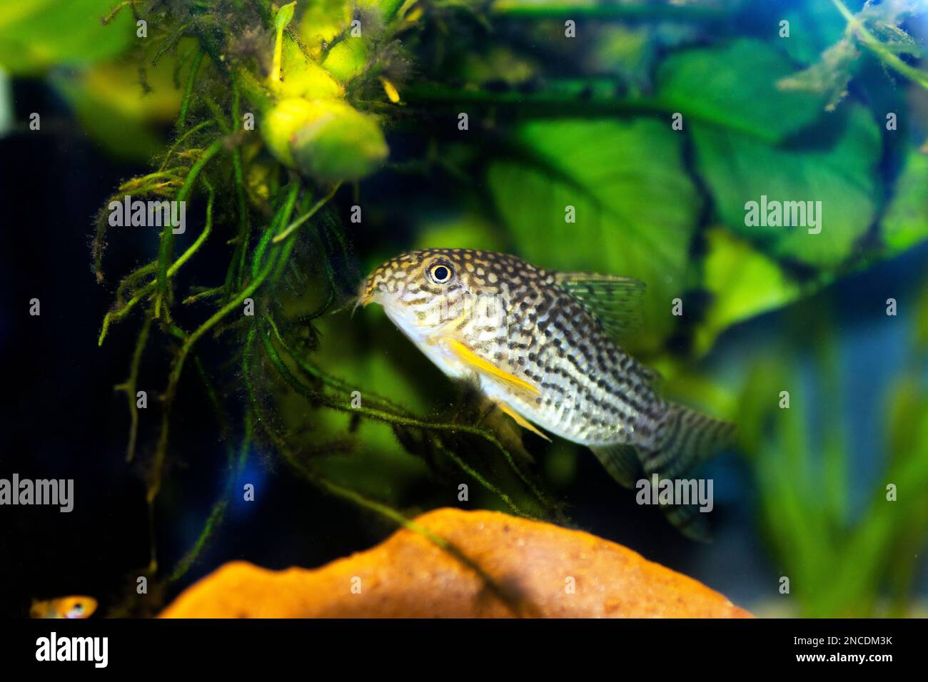 Il Corydoras haraldschultzi è un pesce di acqua dolce tropicale appartenente alle Corydoradinae. Foto Stock