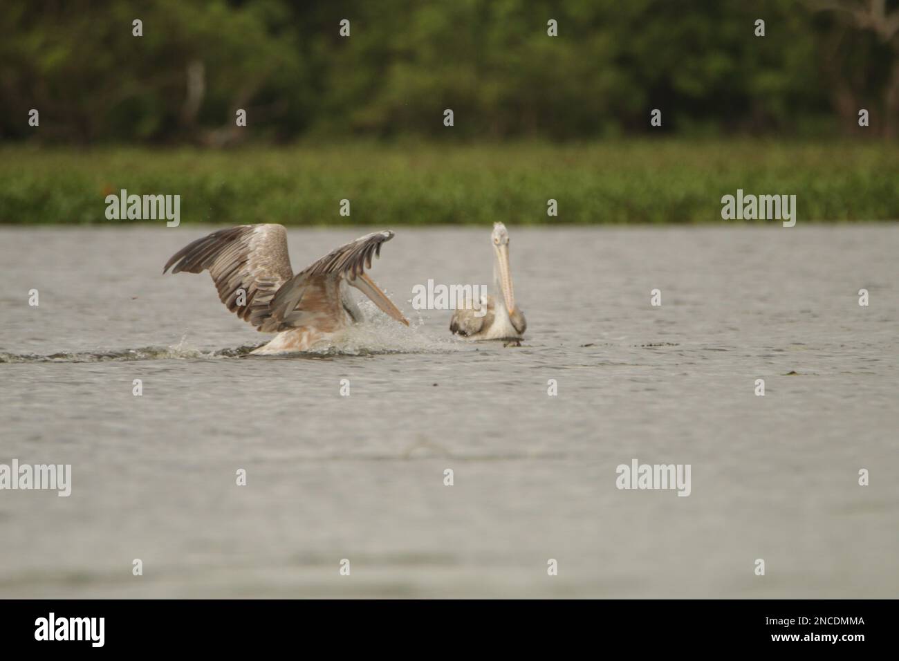 Uccello dello Sri Lanka nel Wild.Visit Sri Lanka. Foto Stock