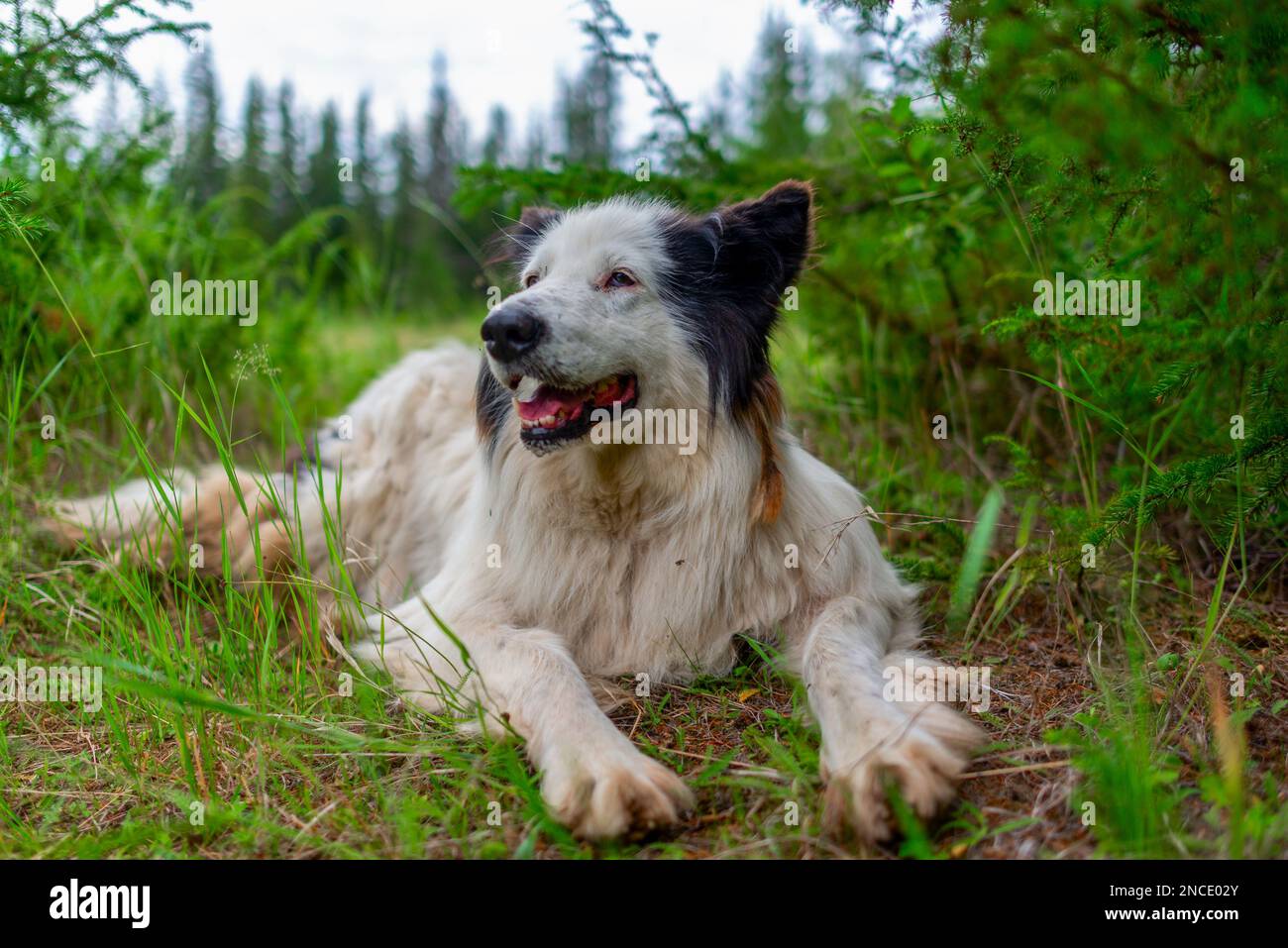 Un cane bianco della razza Yakut Laika si trova sull'erba della foresta con la bocca aperta e la lingua che sorride in estate. Foto Stock