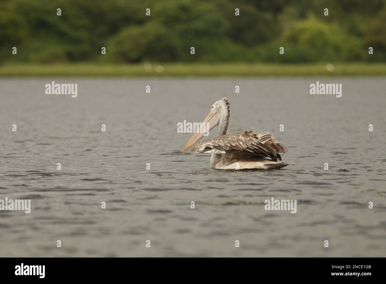 Uccello dello Sri Lanka nel Wild.Visit Sri Lanka. Foto Stock