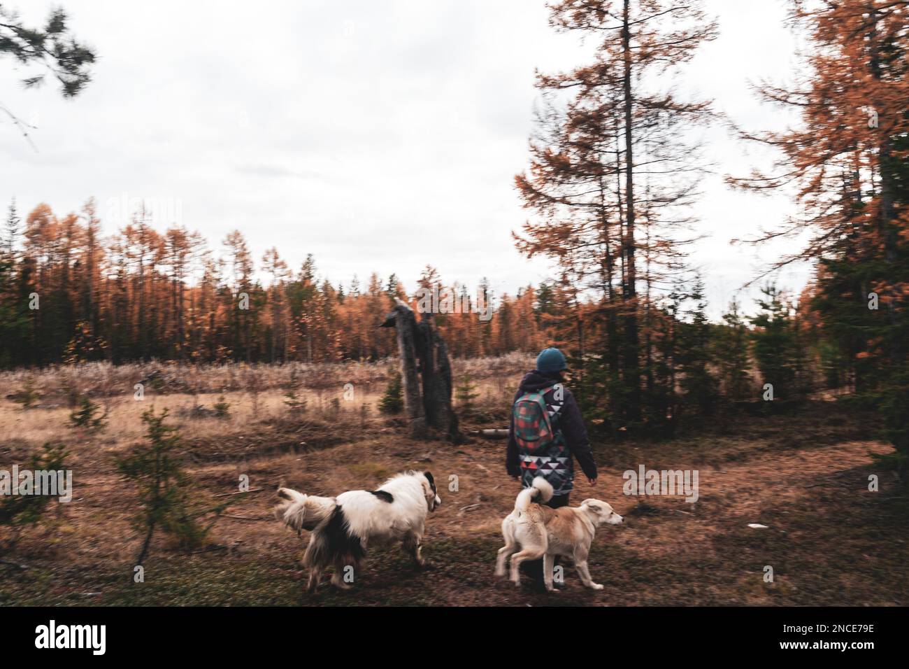 Una ragazza Yakut cammina lungo una strada forestale autunnale con due cani a Yakutia durante il giorno. Foto Stock Una ragazza Yakut cammina lungo una strada forestale autunnale con due cani a Yakutia durante il giorno. Foto Stock