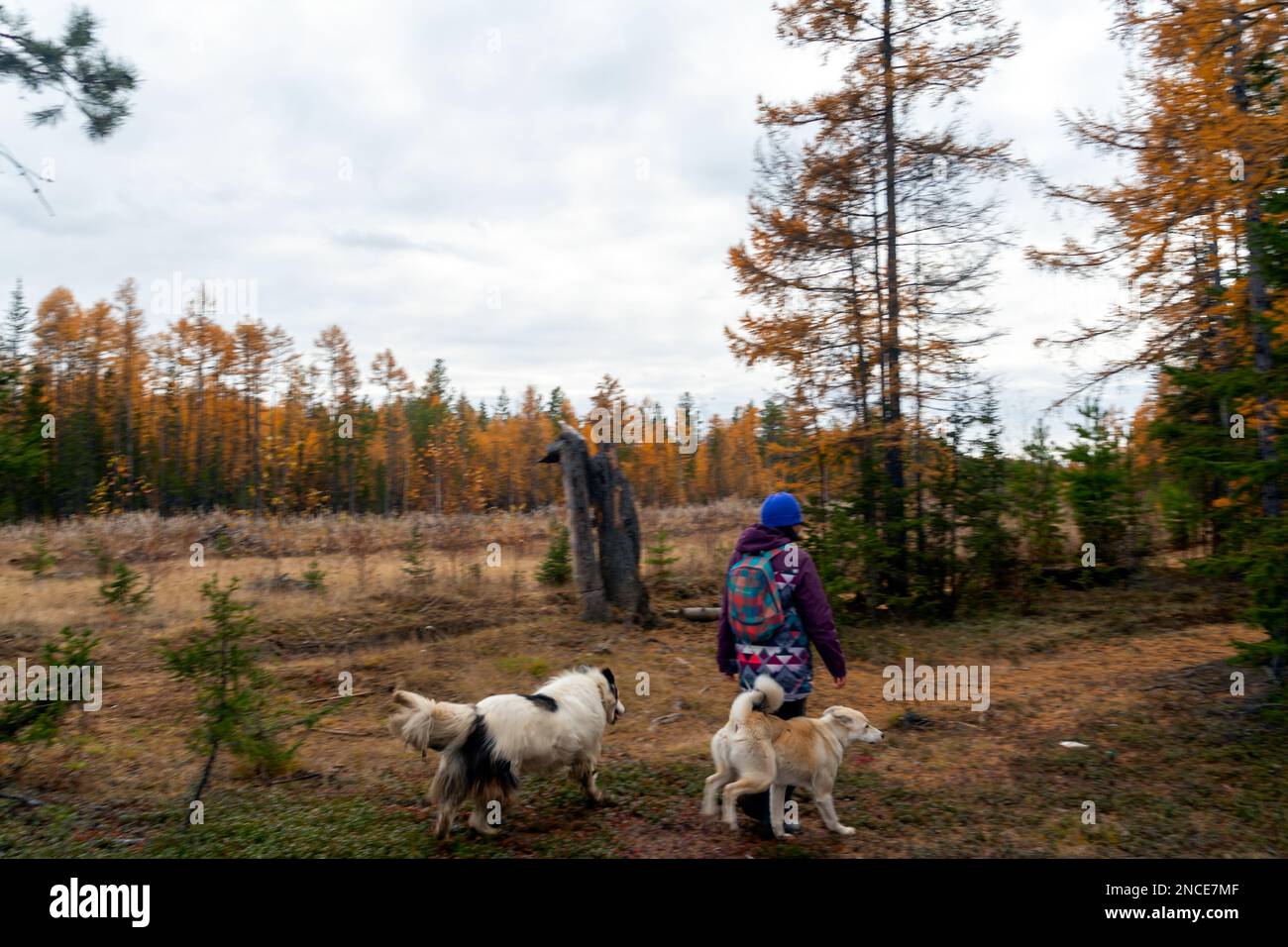 Una ragazza Yakut cammina lungo una strada forestale autunnale con due cani a Yakutia. Foto Stock Una ragazza Yakut cammina lungo una strada forestale autunnale con due cani a Yakutia. Foto Stock