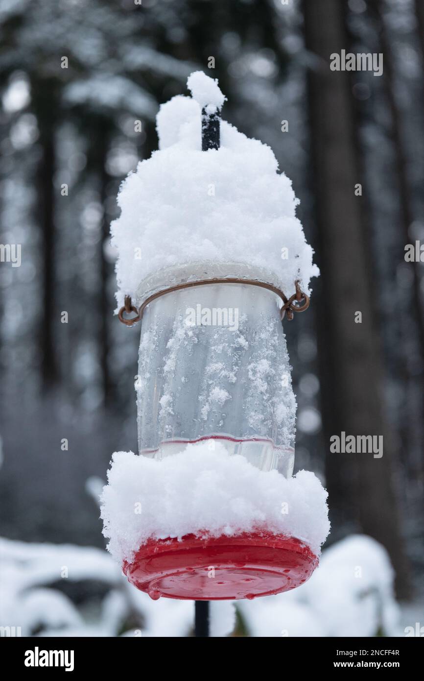 Un alimentatore di colibrì coperto di neve, a Eugene, Oregon. Foto Stock