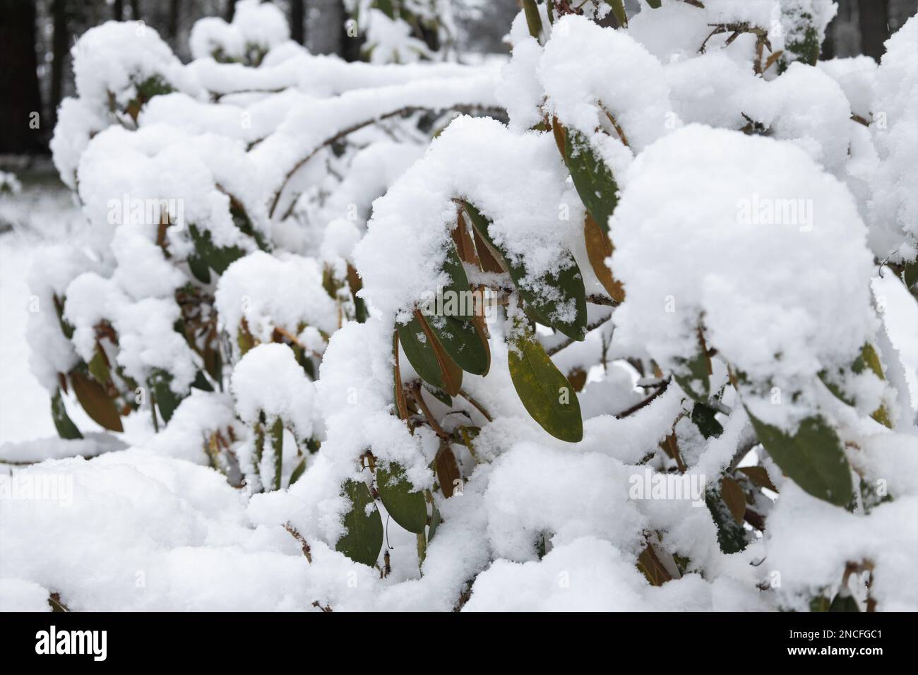 Un cespuglio di rododendri coperto di neve, a Eugene, Oregon. Foto Stock