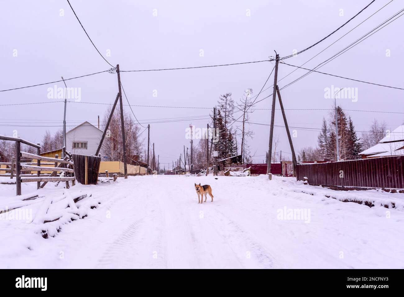 Un cane sta sulla neve su una strada del villaggio tra case e linee elettriche a Yakutia. Foto Stock