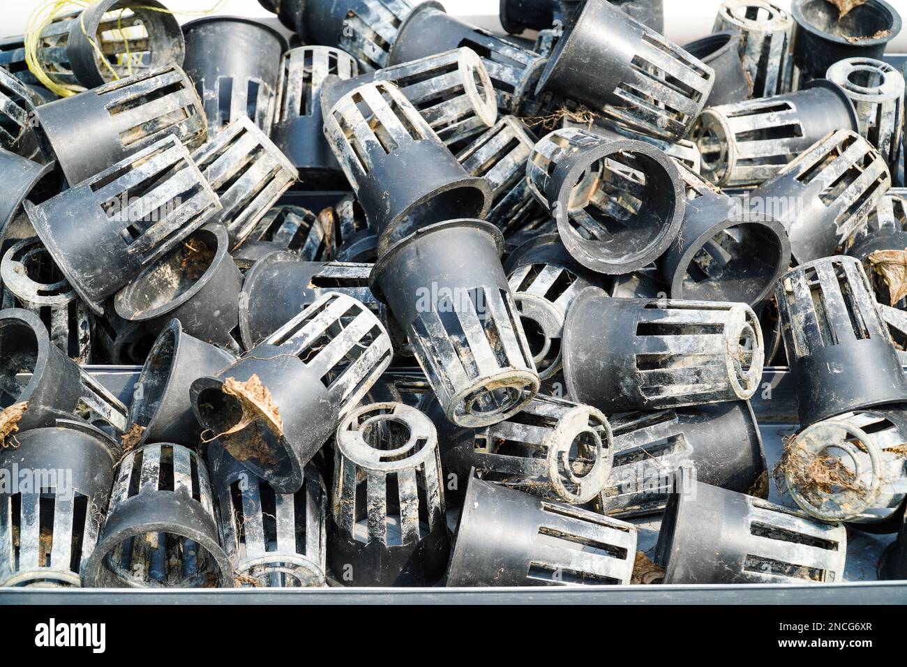 Mucchio di netpot sporco nel cestino di deposito. Il vaso netto è usato per i contenitori di pianta di hydroponic Foto Stock