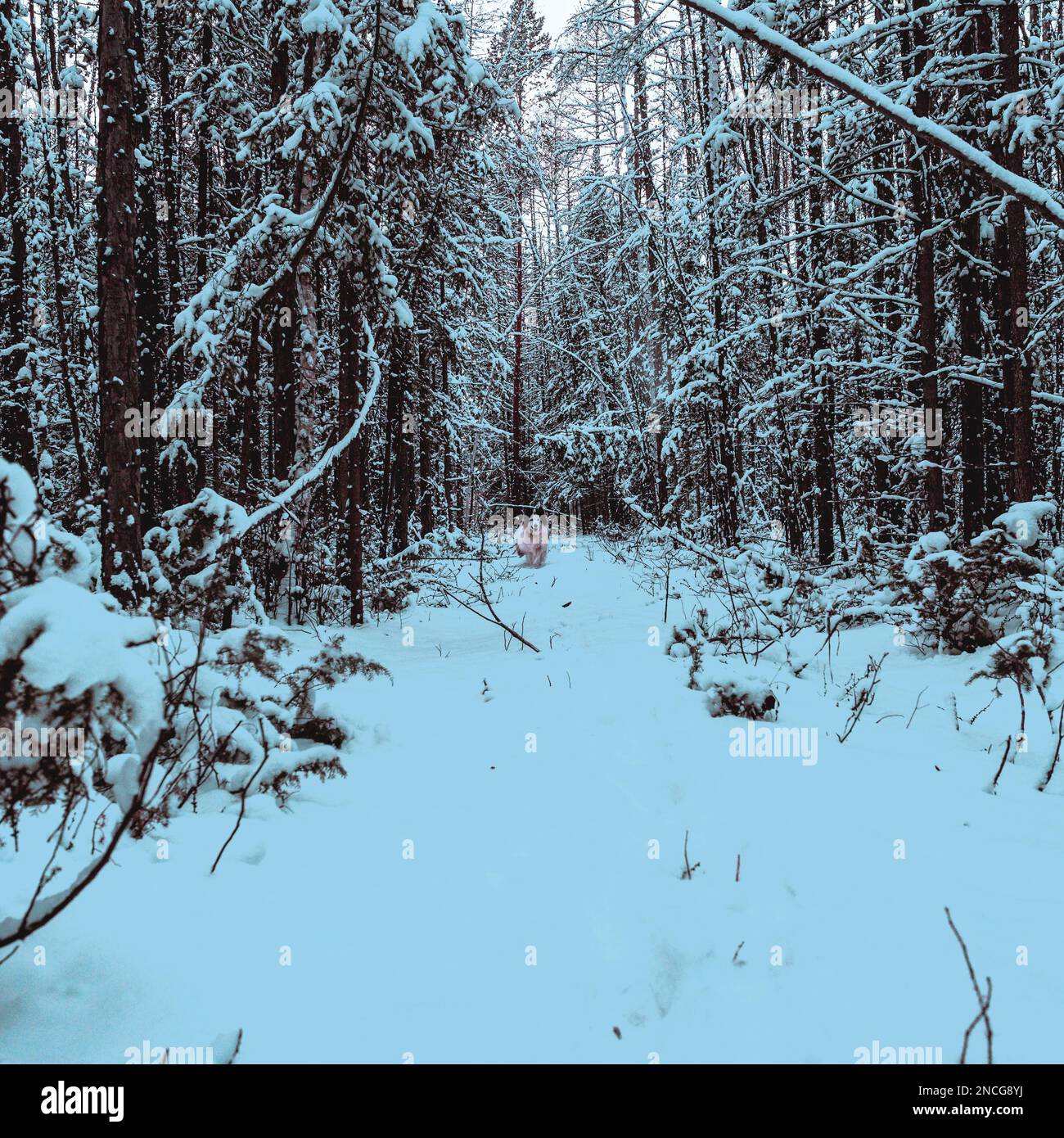 Foto astratta in stile cyberpunk di un vecchio cane bianco nella neve nei boschi di Yakutia tra gli alberi di abete rosso nel pomeriggio d'inverno. Foto Stock