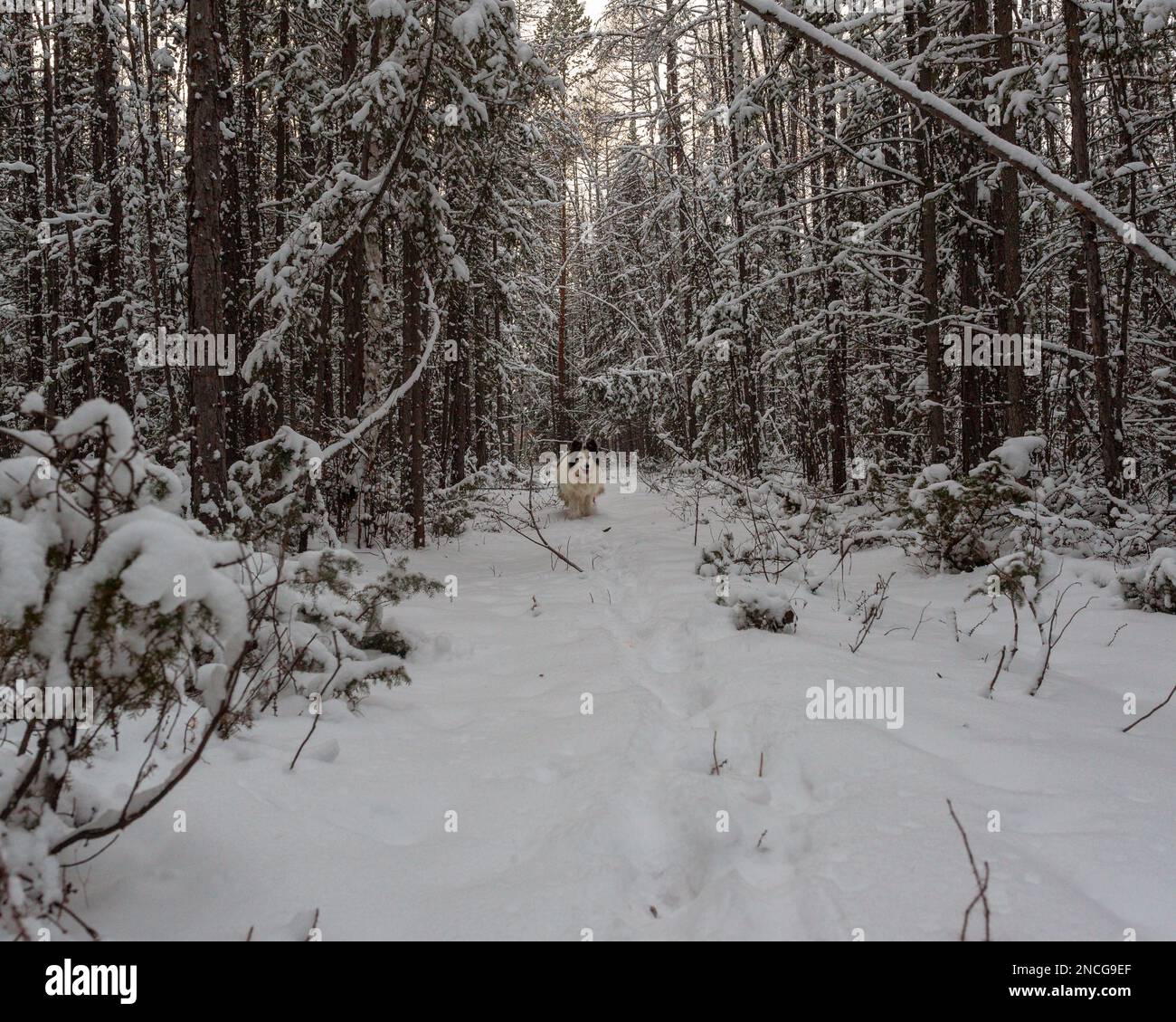 Un vecchio cane bianco della razza Yakut Laika cammina su una strada in una foresta innevata a caccia. Foto Stock