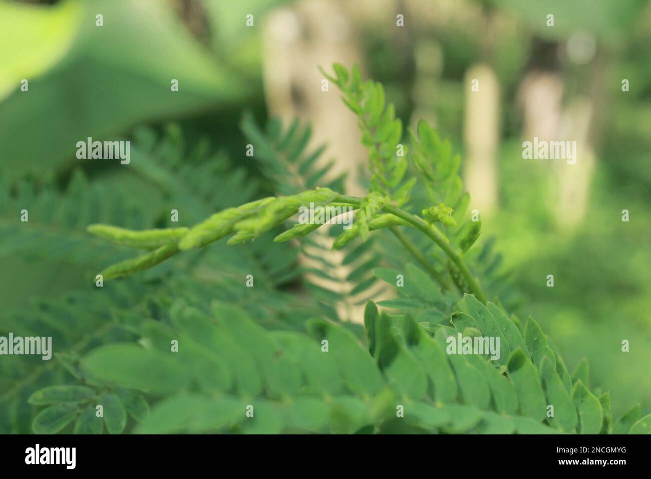 L'acacia, comunemente conosciuta come le wattles o acacias, è un grande genere di arbusti e alberi della sottofamiglia Mimosoideae della famiglia dei piselli Fabaceae. Iniziazione Foto Stock