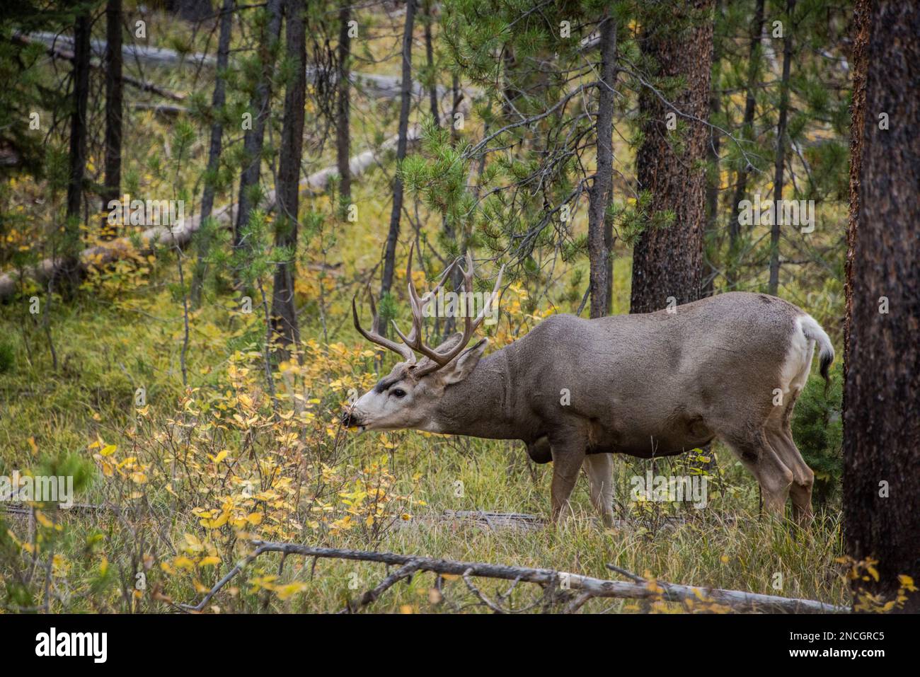 Un maturo quattro punti mulo cervi in esplorazione su arbusto nel Grand Teton National Park, Jackson, Wyoming, in autunno o autunno Foto Stock