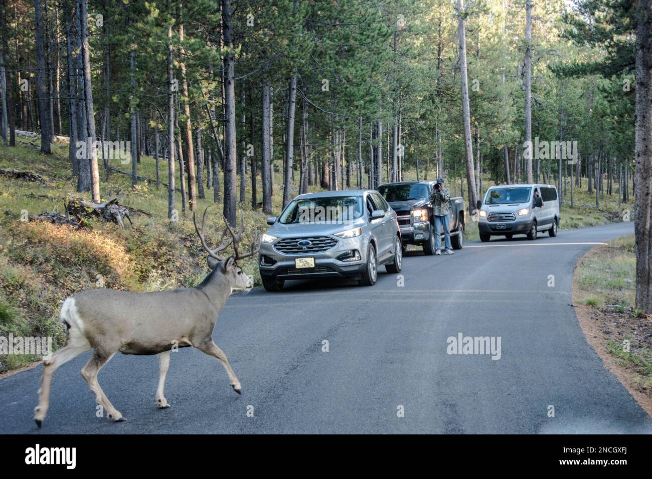 Un maturo buca di cervo a quattro punti attraversa la strada di fronte alle auto su Signal Mountain Road, Grand Teton National Park, Wyoming, USA Foto Stock