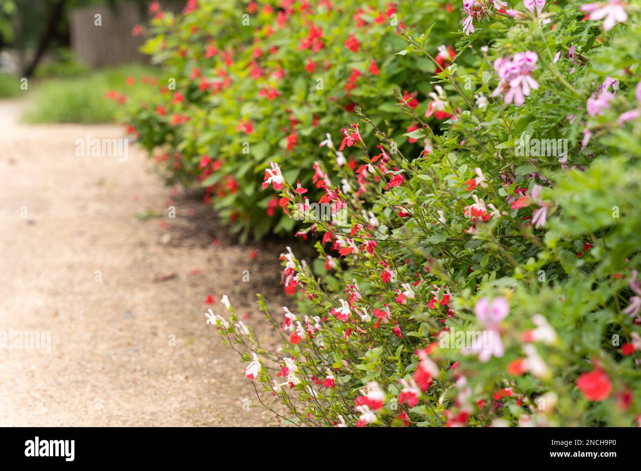 Un bordo di salvia rosso e bianco allegro microfilla, 'Hot Lips' Foto Stock