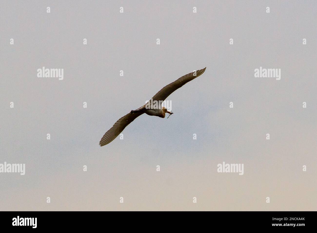 Tanjungsari, Giava Occidentale, Indonesia. 15th Feb, 2023. Un piccolo uccello della gretta (garzetta) che sorvola le risaie dopo aver predetto su una libellula a Sumedang, Giava Occidentale. (Credit Image: © Algi Libri Sugita/ZUMA Press Wire) SOLO PER USO EDITORIALE! Non per USO commerciale! Foto Stock