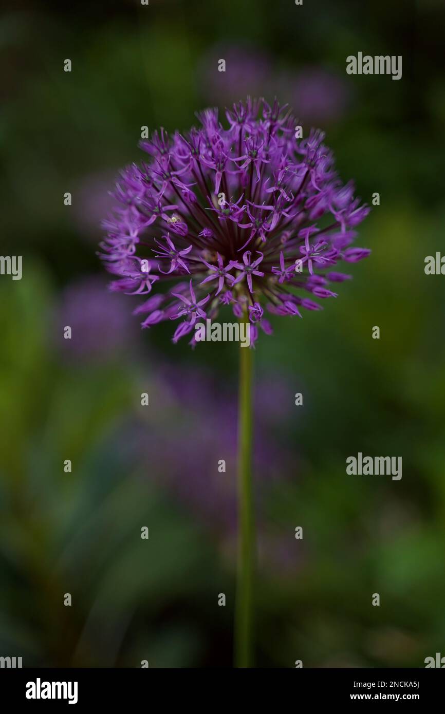 Arco decorativo Allium. Un ragno siede su un fiore. Messa a fuoco selettiva. Orientamento verticale. Foto Stock