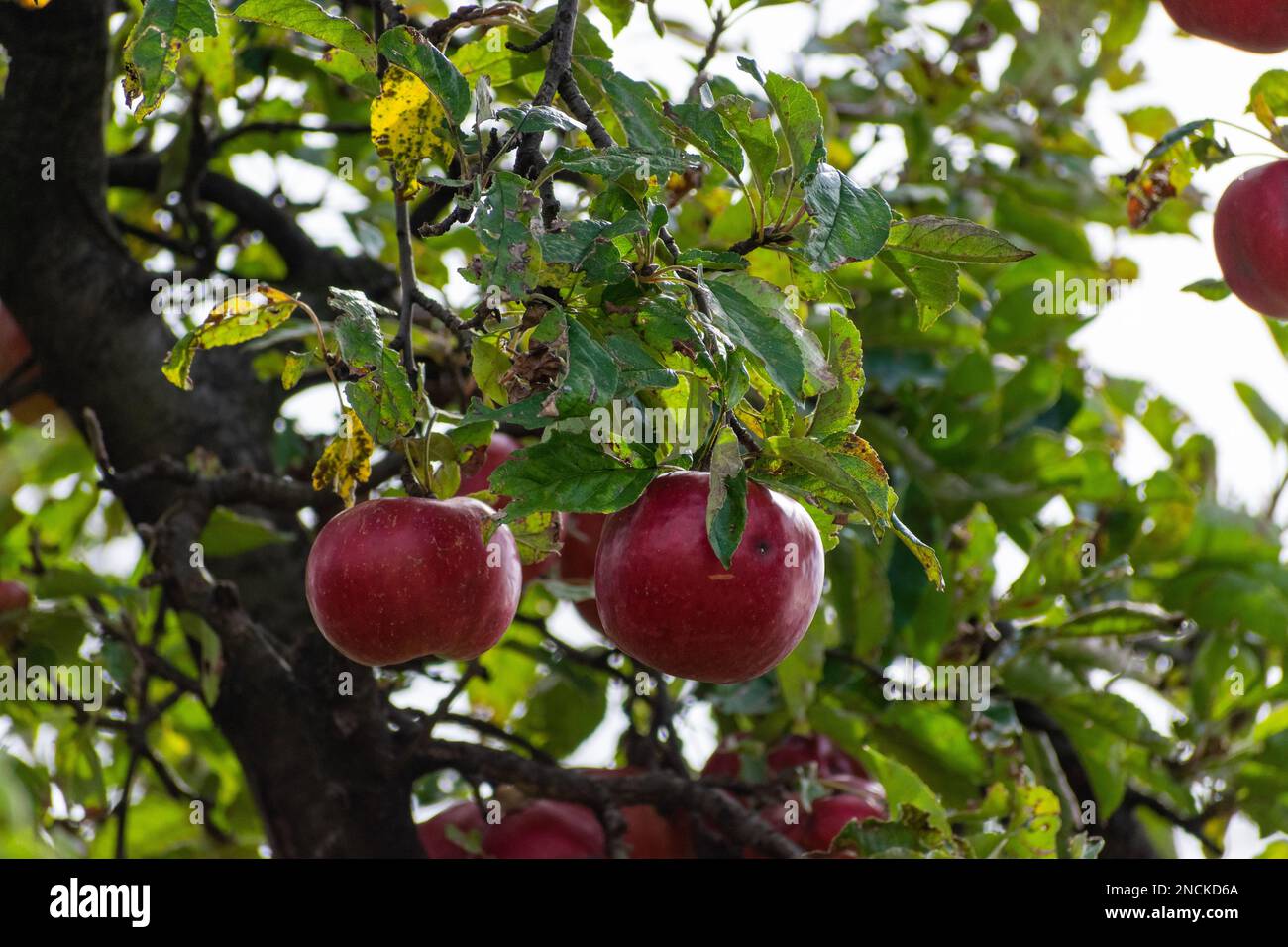 Un primo piano di mele che crescono sull'albero Foto Stock