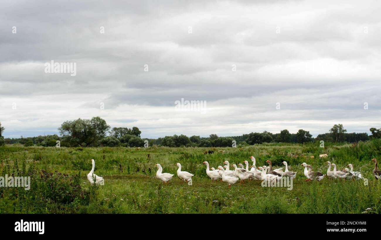 Un grande gregge di oche domestiche bianche è quello di costruire esattamente un leader nel villaggio lungo il sentiero su un campo verde sotto nuvole tempestose Foto Stock