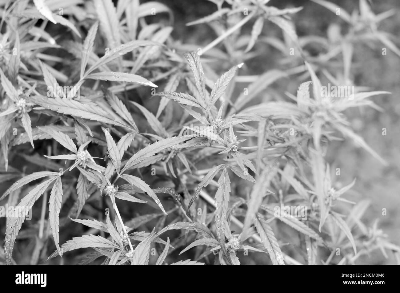 Fotografia in bianco e nero della cannabis sativa selvaggia Ruderalis marijuana con foglie e fiori e insetti. Foto Stock