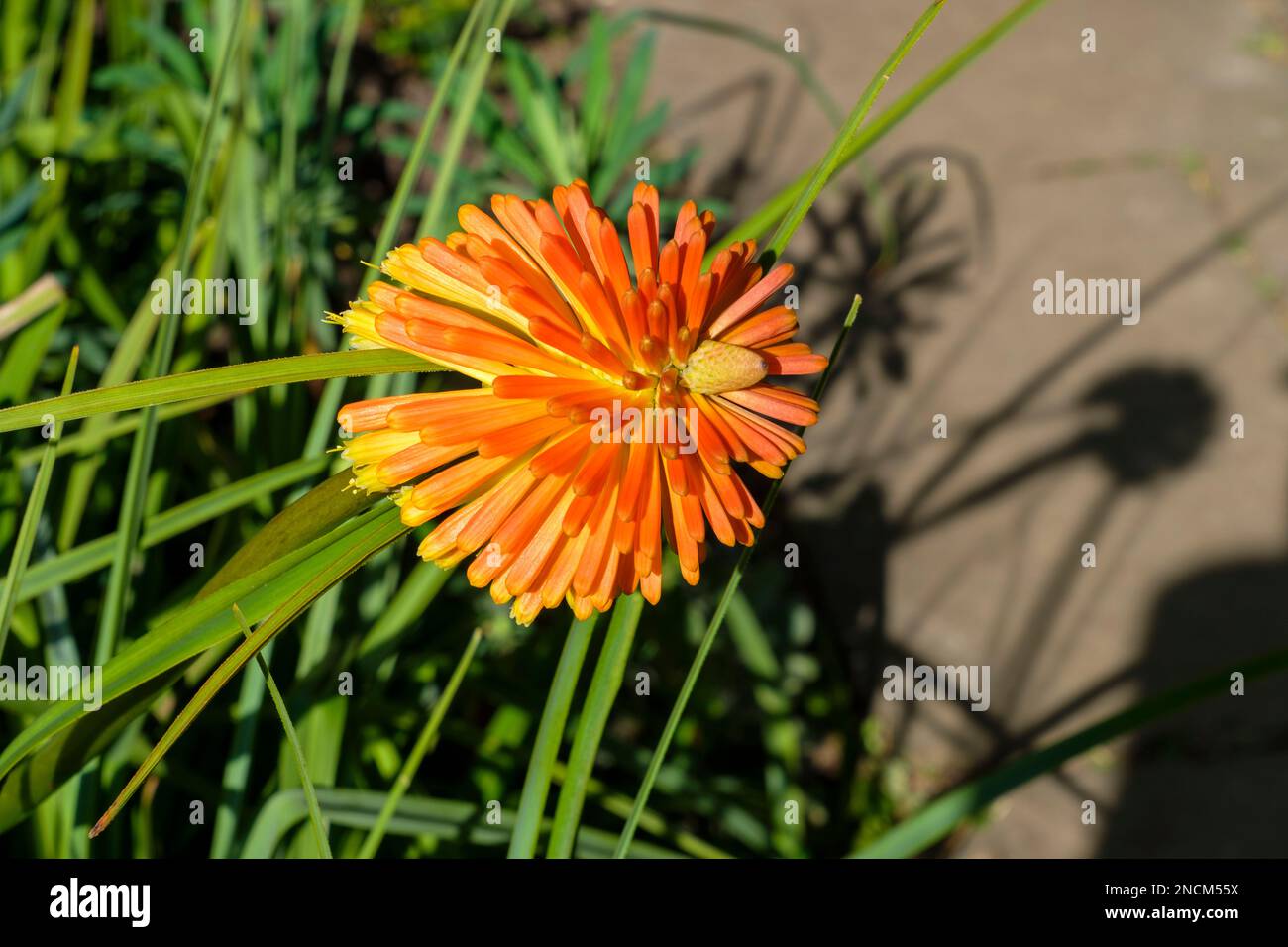 Kniphofia, nome comune, Red Hot Poker, Asphodelaceae Foto Stock