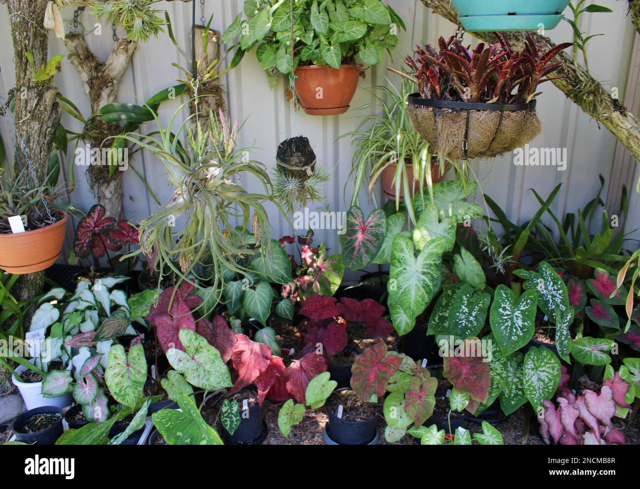 Giardino privato residenziale, Caladiums. Foto Stock