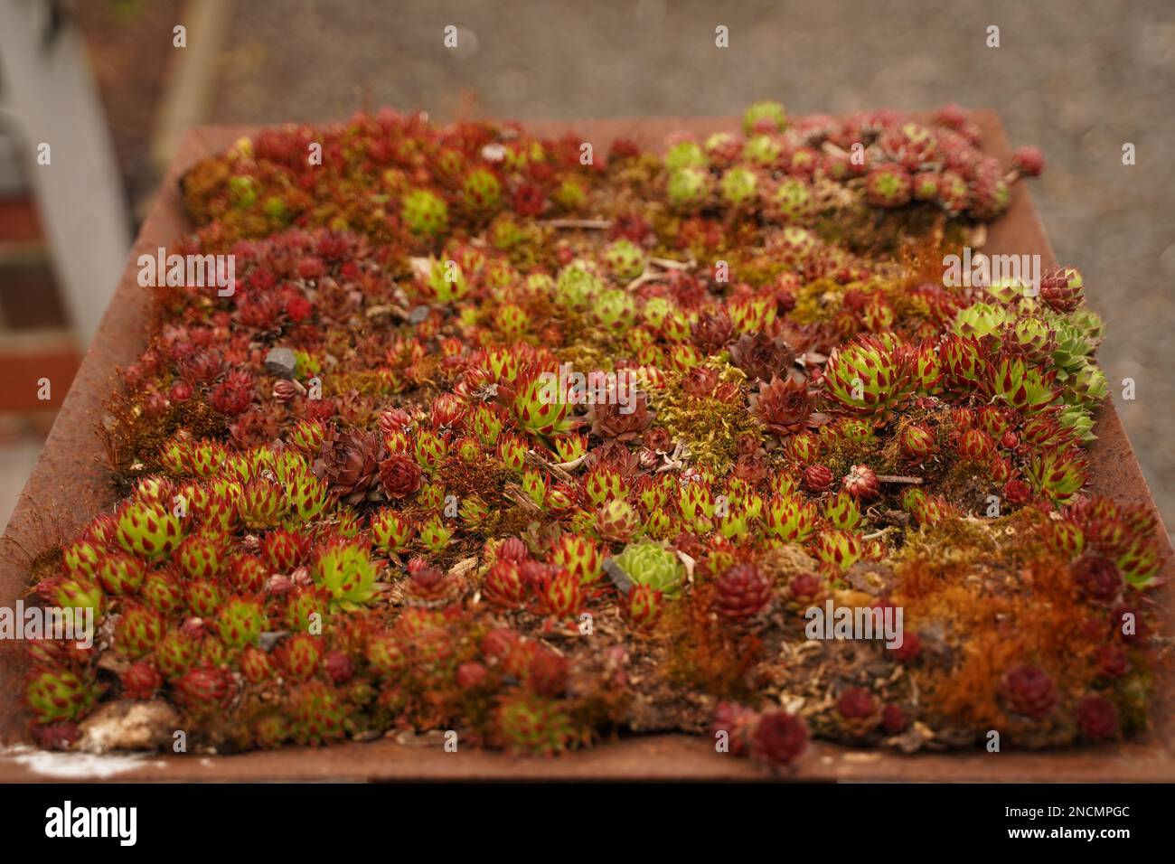 Set di cactus e succulento con incollati immortelle fiori, decorazione casa, pianta casa. Diversi tipi di cactus Foto Stock