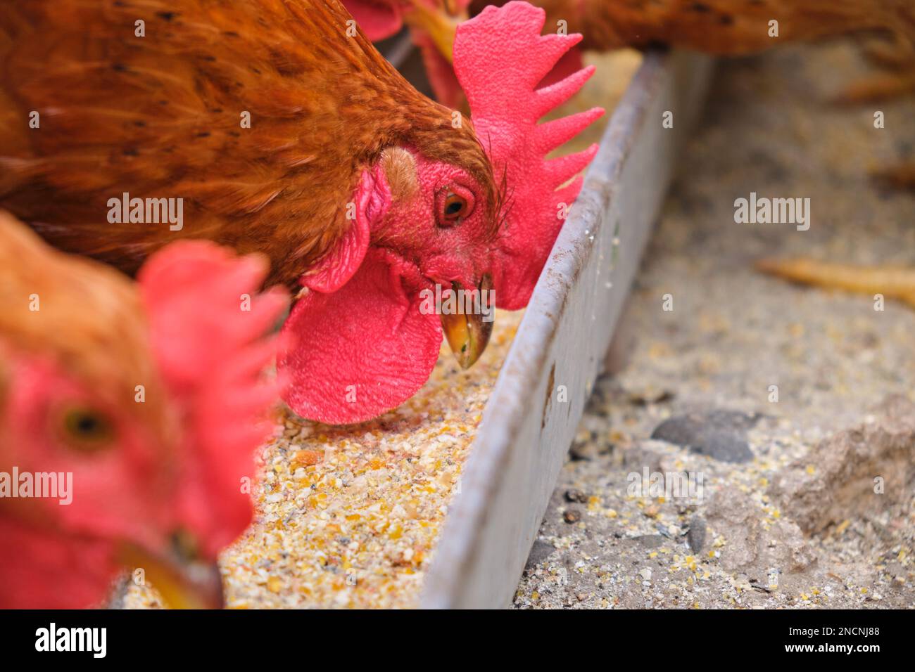 Primo piano galline biologiche galline galline gallo pecchiante mangiando grano ecologico vassoio di alimentazione mais cortile Foto Stock