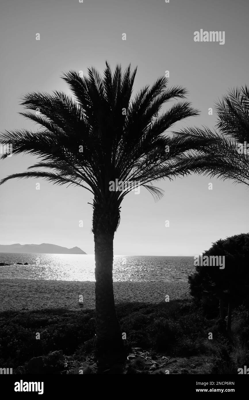 Vista di una bella palma sulla spiaggia di Sapounohoma in Grecia iOS in bianco e nero Foto Stock